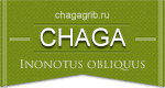 Chaga (Inonotus obliquus)