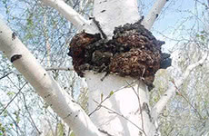 Chaga contains a many times more phytonutrient compounds 