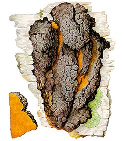 Рисунок берёзовый гриб Чага на бересте и отдельно кусочек чаги в срезе
