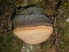 false tinder polypore (Phellinus igniarius) on the trunk of a dead oak tree