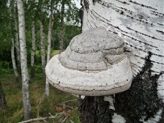 гриб Трутовик настоящий или Fomes fomentarius на стволе живой берёзы