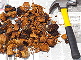 Collected chaga crushed into small pieces